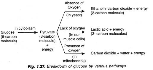 NCERT Solutions for Class 10 Science Chapter 6 Life Processes image - 2