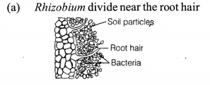 NCERT Exemplar Solutions for Class 11 Biology Chapter 12 Mineral Nutrition 6