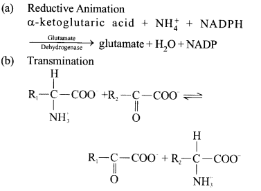 NCERT Exemplar Solutions for Class 11 Biology Chapter 12 Mineral Nutrition 9