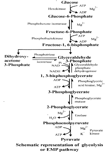 NCERT Exemplar Solutions for Class 11 Biology Chapter 14 Respiration in Plants 7