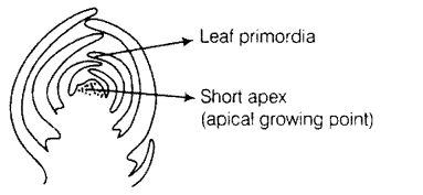 NCERT Exemplar Solutions for Class 11 Biology Chapter 15 Plant Growth and Development 6