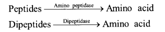 NCERT Exemplar Solutions for Class 11 Biology Chapter 16 Digestion and Absorption 13