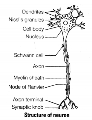NCERT Exemplar Solutions for Class 11 Biology Chapter 21 Neural control and co-ordination 1.1