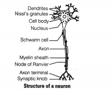 NCERT Exemplar Solutions for Class 11 Biology Chapter 21 Neural control and co-ordination l1.1