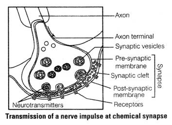 NCERT Exemplar Solutions for Class 11 Biology Chapter 21 Neural control and co-ordination l1.2