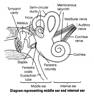 NCERT Exemplar Solutions for Class 11 Biology Chapter 21 Neural control and co-ordination l2.1