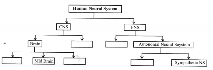 NCERT Exemplar Solutions for Class 11 Biology Chapter 21 Neural control and co-ordination s1.1