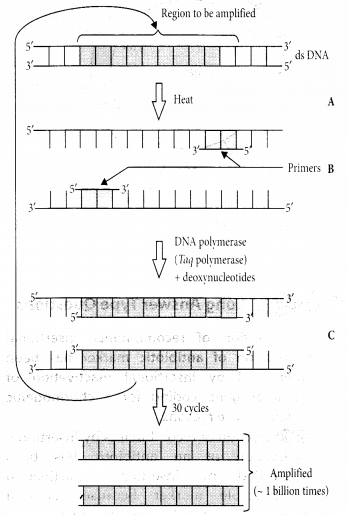 NCERT Exemplar Solutions for Class 12 Biology chapter 11 Biotechnology Principles and Processes 1