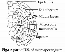 NCERT Exemplar Solutions for Class 12 Biology chapter 2 Sexual Reproduction,in Flowering Plants 15
