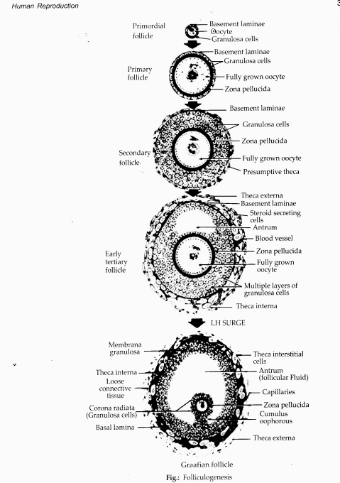 NCERT Exemplar Solutions for Class 12 Biology chapter 3 Human Reproduction 10
