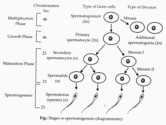 NCERT Exemplar Solutions for Class 12 Biology chapter 3 Human Reproduction 11