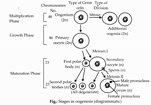 NCERT Exemplar Solutions for Class 12 Biology chapter 3 Human Reproduction 12