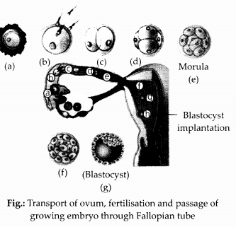 NCERT Exemplar Solutions for Class 12 Biology chapter 3 Human Reproduction 13