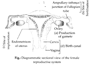 NCERT Exemplar Solutions for Class 12 Biology chapter 3 Human Reproduction 14