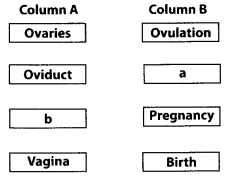 NCERT Exemplar Solutions for Class 12 Biology chapter 3 Human Reproduction 5