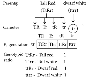 NCERT Exemplar Solutions for Class 12 Biology chapter 5 Principles of Inheritance and Variation 14