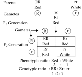NCERT Exemplar Solutions for Class 12 Biology chapter 5 Principles of Inheritance and Variation 9