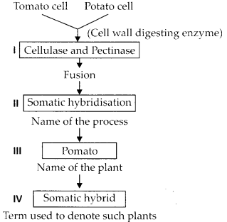 NCERT Exemplar Solutions for Class 12 Biology chapter 9 Strategies for Enhancement in Food Production 2