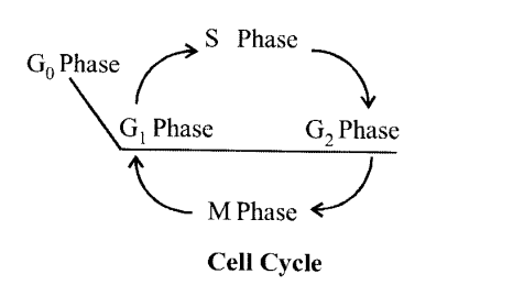 NCERT Solutions for Class 11 Biology Chapter 10 Cell Cycle and Cell Division 8