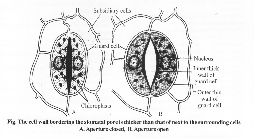 NCERT Solutions for Class 11 Biology Chapter 11 Transport in Plants 9