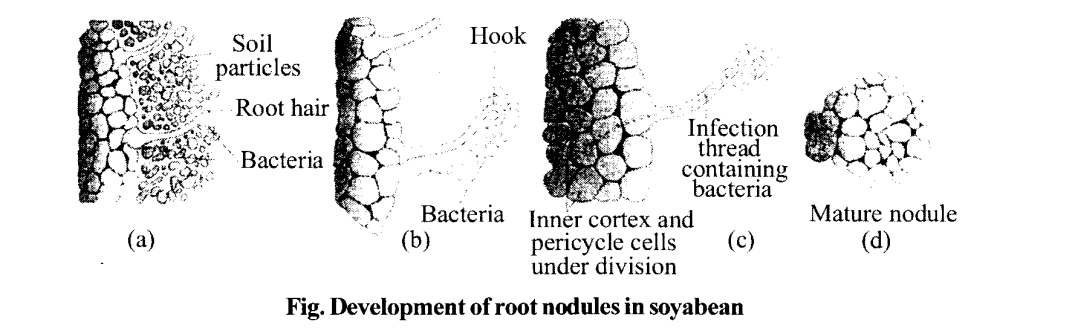 NCERT Solutions for Class 11 Biology Chapter 12 Mineral Nutrition 2