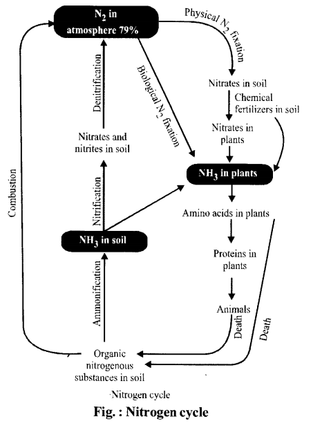 NCERT Solutions for Class 11 Biology Chapter 12 Mineral Nutrition 7