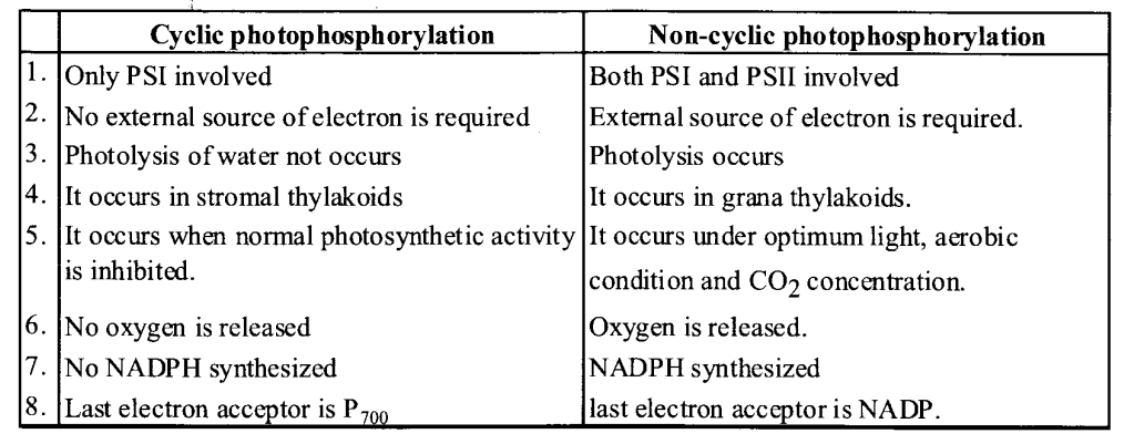 NCERT Solutions for Class 11 Biology Chapter 13 Photosynthesis 3
