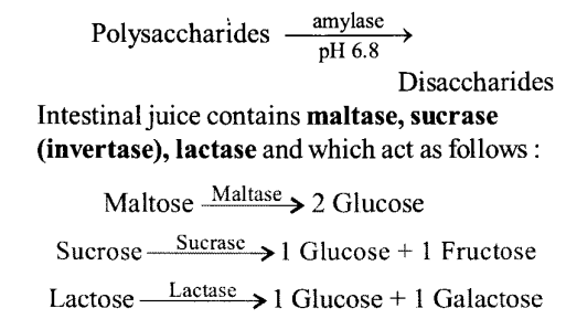 NCERT Solutions for Class 11 Biology Chapter 16 Digestion and Absorption 1