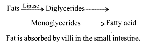 NCERT Solutions for Class 11 Biology Chapter 16 Digestion and Absorption 2
