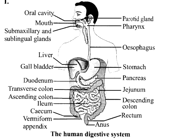 NCERT Solutions for Class 11 Biology Chapter 16 Digestion and Absorption 8