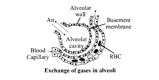 NCERT Solutions for Class 11 Biology Chapter 17 Breathing and Exchange of Gases 1