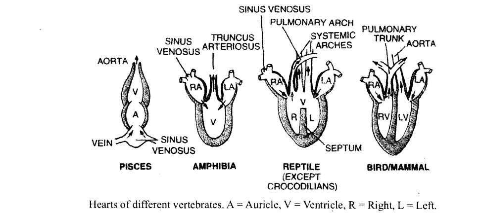 NCERT Solutions for Class 11 Biology Chapter 18 Body Fluids and Circulation 6