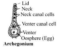 NCERT Solutions for Class 11 Biology Chapter 3 Plant Kingdom 4