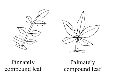 NCERT Solutions for Class 11 Biology Chapter 5 Morphology of Flowering Plants 1