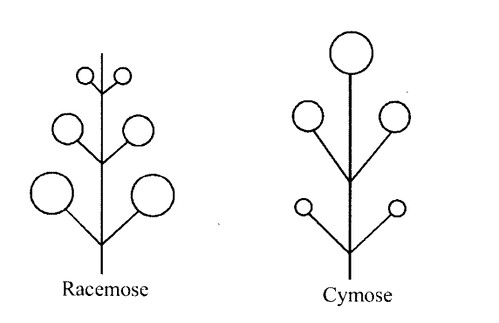 NCERT Solutions for Class 11 Biology Chapter 5 Morphology of Flowering Plants 10