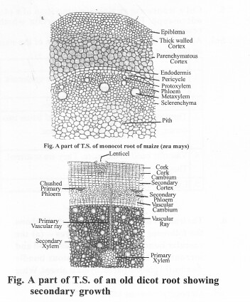 NCERT Solutions for Class 11 Biology Chapter 6 Anatomy of Flowering Plants 3