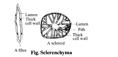NCERT Solutions for Class 11 Biology Chapter 6 Anatomy of Flowering Plants 7