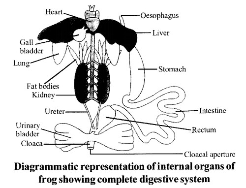 NCERT Solutions for Class 11 Biology Chapter 7 Structural Organization in Animals 12