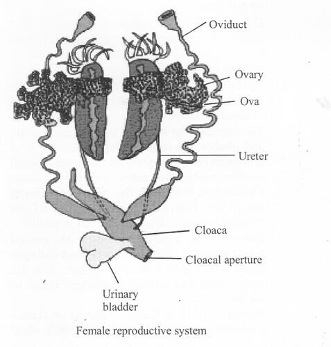 NCERT Solutions for Class 11 Biology Chapter 7 Structural Organization in Animals 13