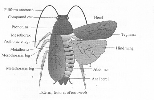 NCERT Solutions for Class 11 Biology Chapter 7 Structural Organization in Animals 14