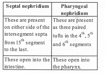 NCERT Solutions for Class 11 Biology Chapter 7 Structural Organization in Animals 4