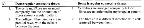 NCERT Solutions for Class 11 Biology Chapter 7 Structural Organization in Animals 9