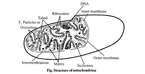 NCERT Solutions for Class 11 Biology Chapter 8 Cell The Unit of Life 8