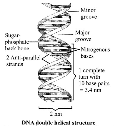 NCERT Solutions for Class 11 Biology Chapter 9 Biomolecules 16