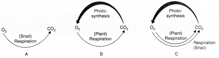 NCERT Solutions for Class 7 Science Chapter 10 Respiration in Organisms Q.4