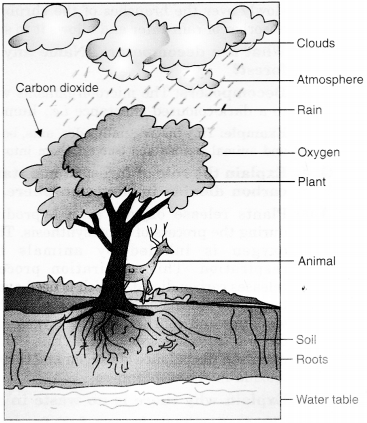 NCERT Solutions for Class 7 Science Chapter 17 Forests Our Lifeline Q.10