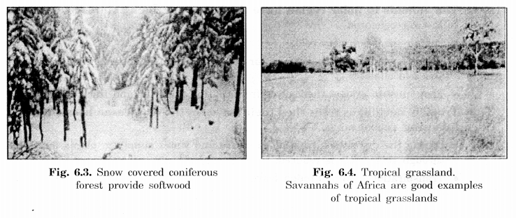 NCERT Solutions for Class 7 Social Science Geography Chapter 6 Natural Vegetation and Wild Life 2