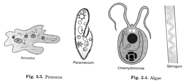 NCERT Solutions for Class 8 Science Chapter 2 Microorganisms Friend and Foe 3