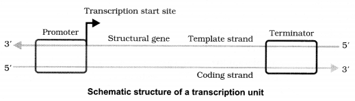 CBSE Sample Papers for Class 12 Biology Paper 4.9