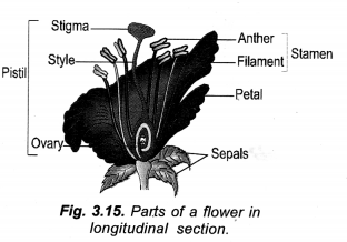 NCERT Exemplar Solutions for Class 10 Science Chapter 8 How do Organisms Reproduce image - 3
